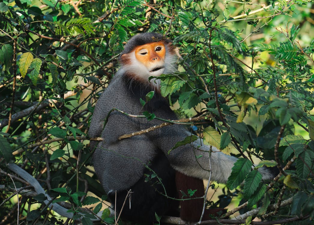 Kester Yummy Monkey Popcorn Recall